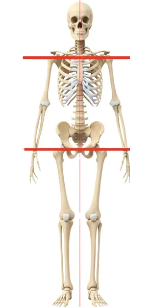 Normal Body Posture
