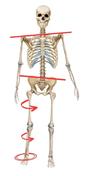 Pronated Body Posture